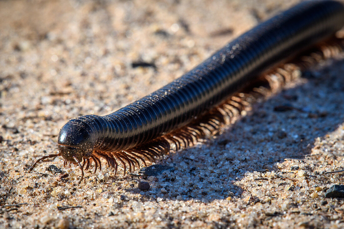 Desert millipede