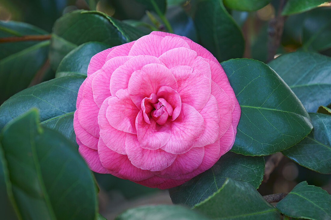 Camellia (Camellia japonica 'Jerry Hill') flowers