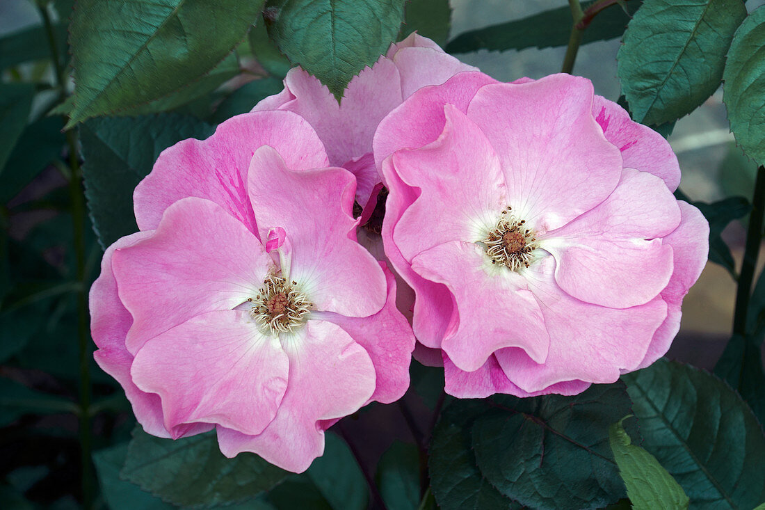 Hybrid rose (Rosa sp.) flowers
