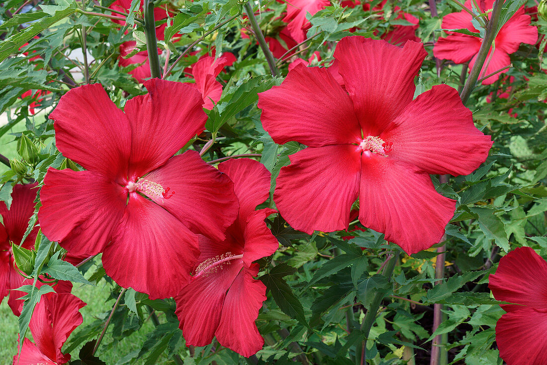 Hibiscus 'Lord Baltimore' flower