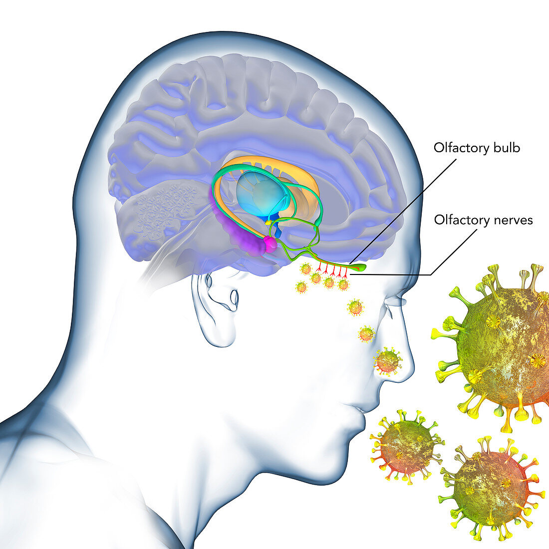 Loss of smell in Covid-19, illustration