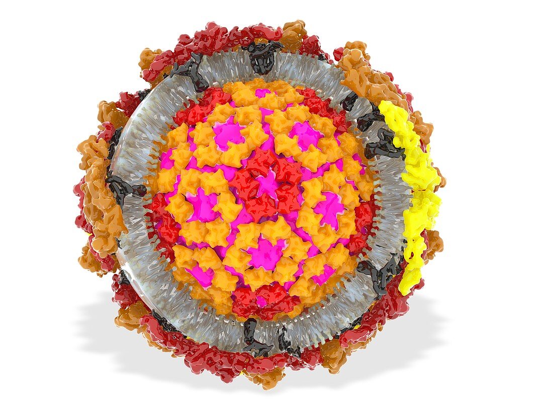 West Nile virus particle, molecular model