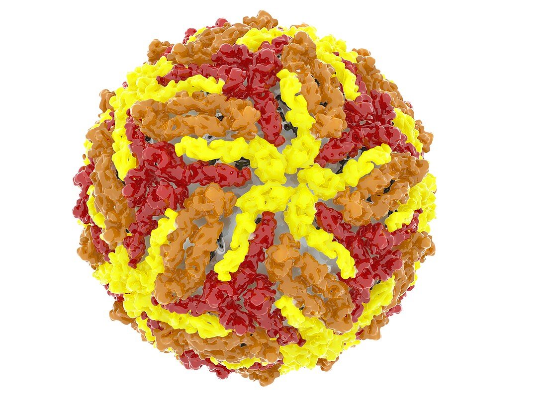 West Nile virus particle, molecular model