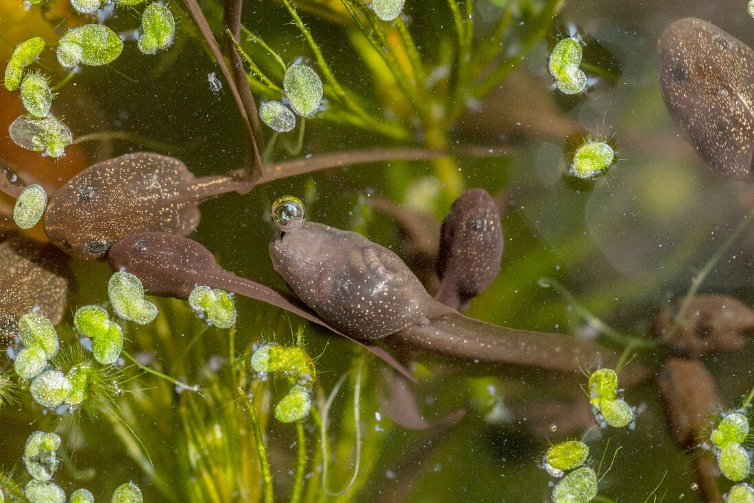 Common frog tadpoles