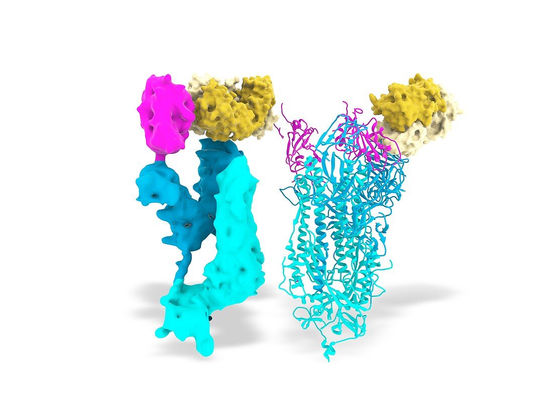 Nanobodies and Covid-19 virus spike proteins, illustration