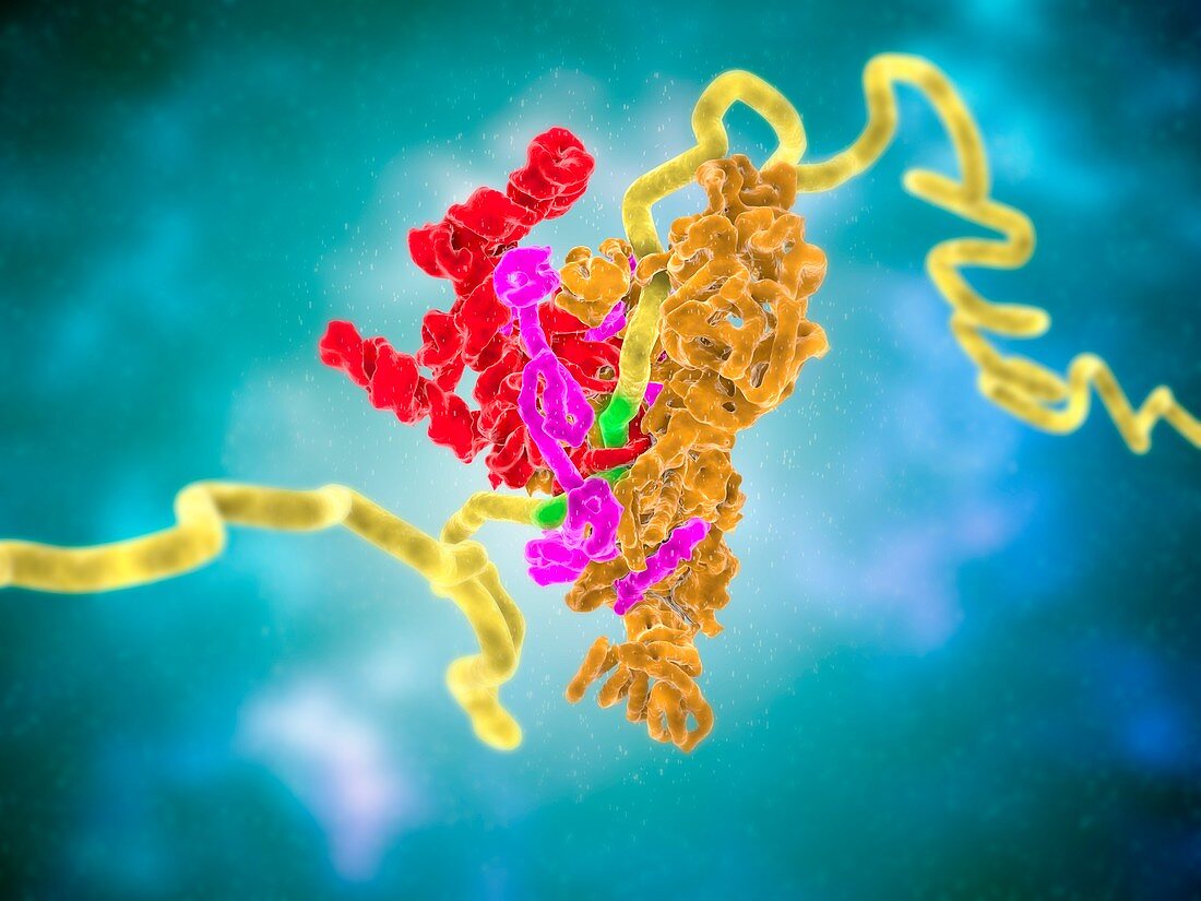 Spliceosome, molecular model