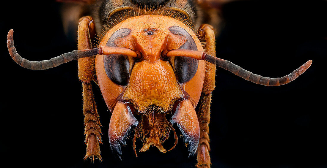 Asian giant hornet head