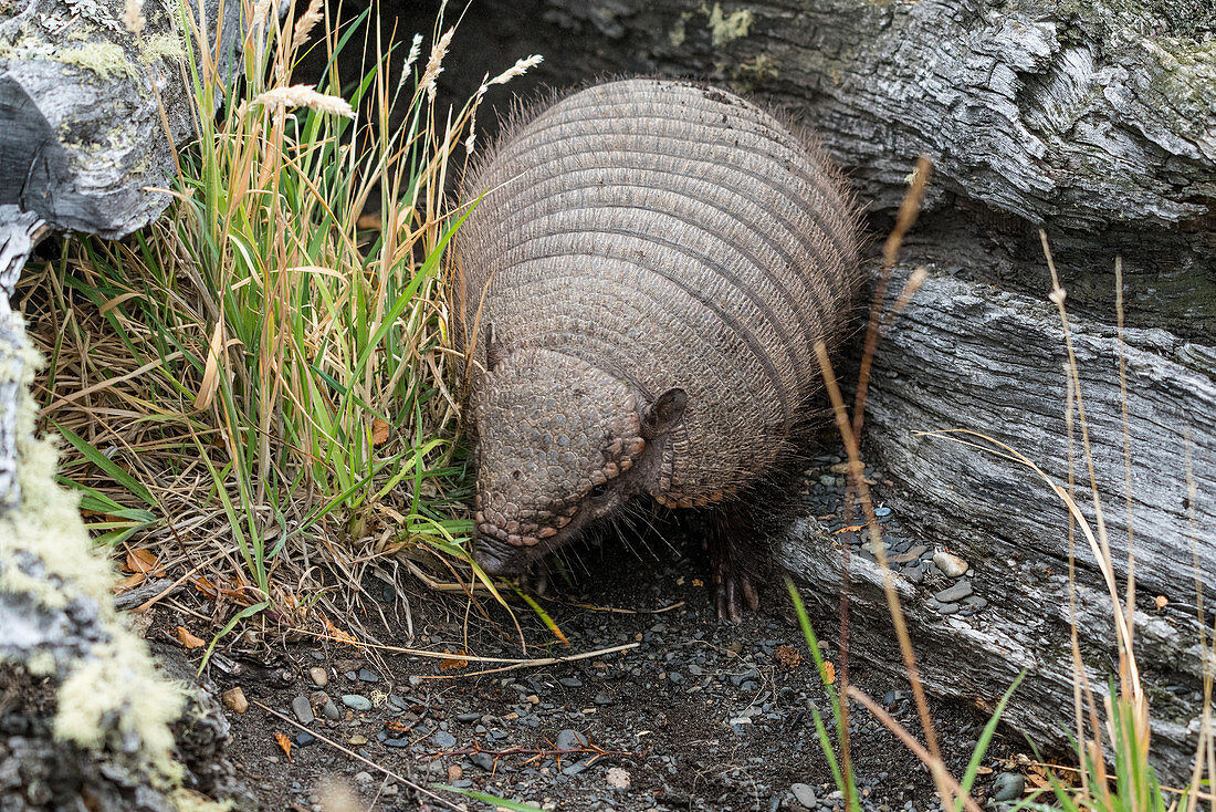 Big hairy armadillo foraging for food