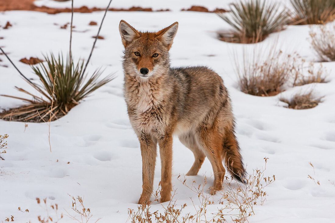 Coyote in snow, Canyonlands National Park, Utah, USA