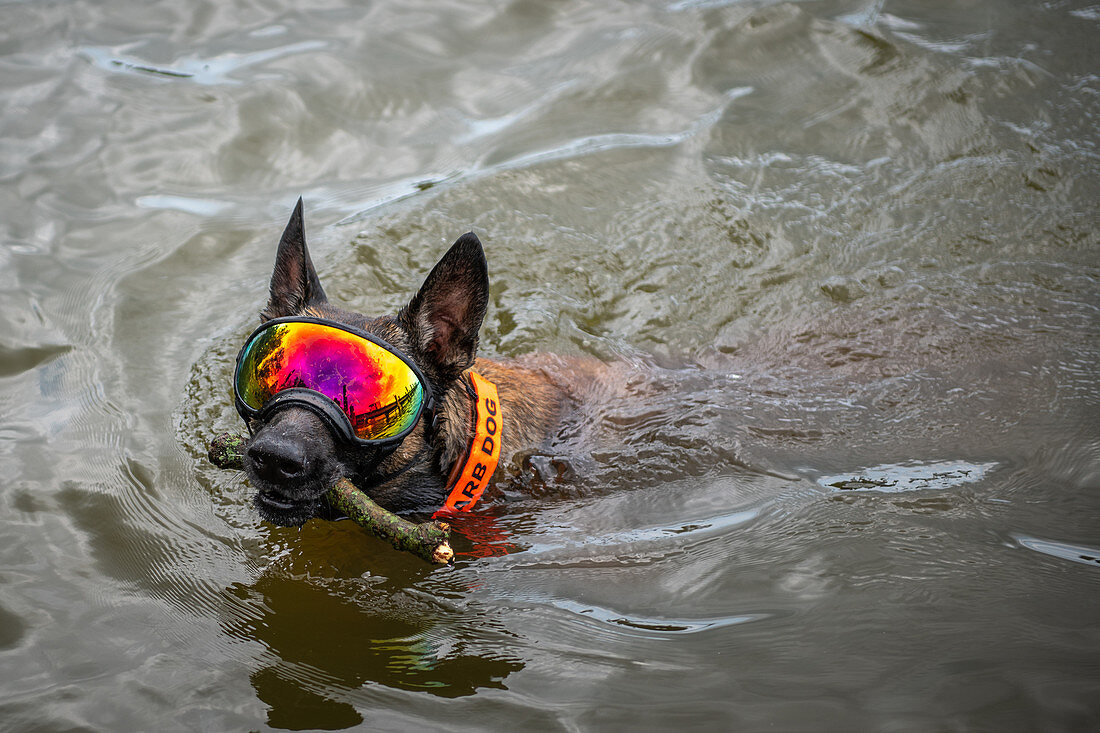 Dog wearing goggles swimming