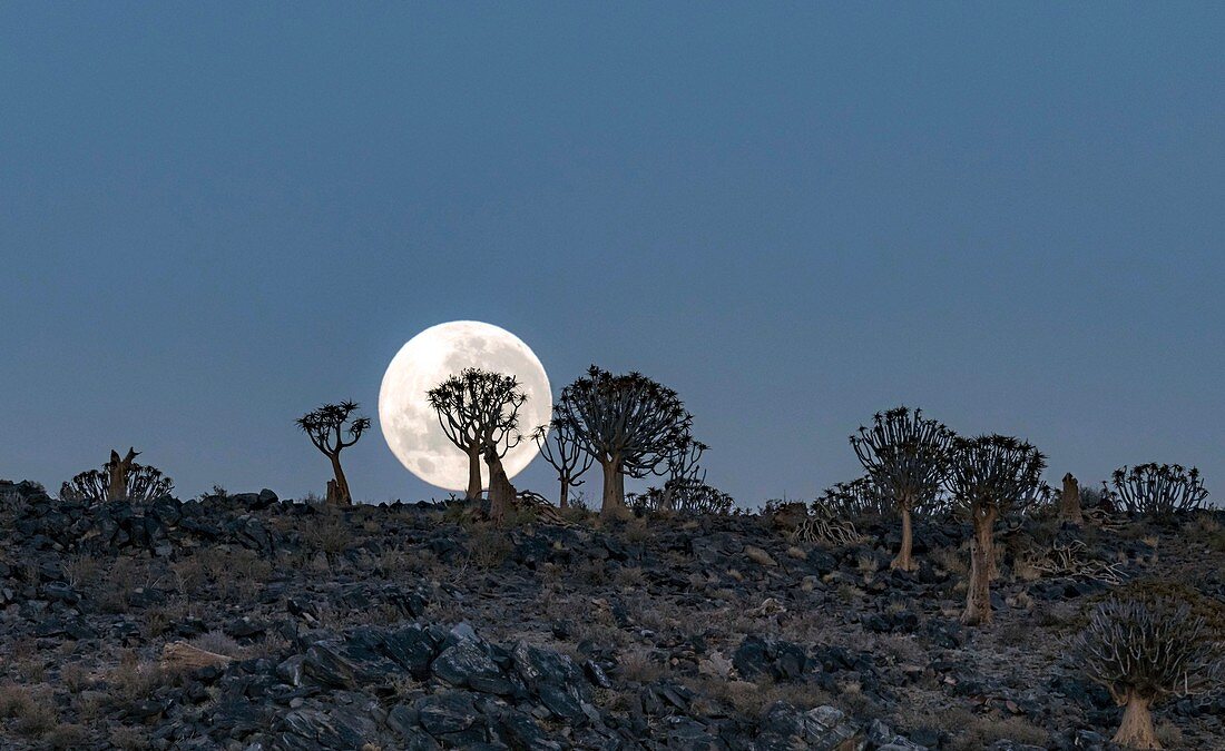 Moon and quiver trees at dawn