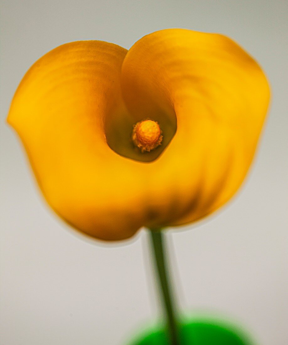 Calla lily (Zantedeschia sp.) flower