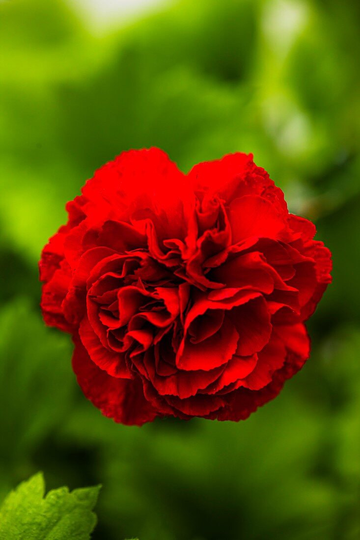Carnation (Dianthus 'Cortes') flower