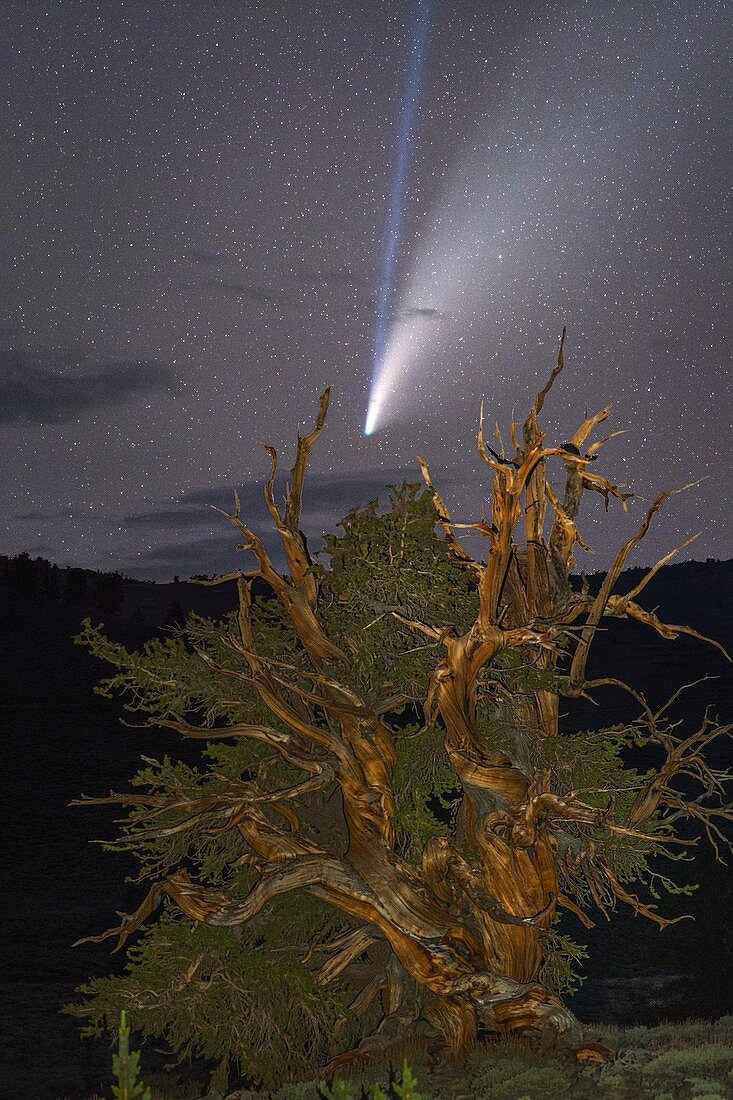Comet Neowise over bristlecone pine tree