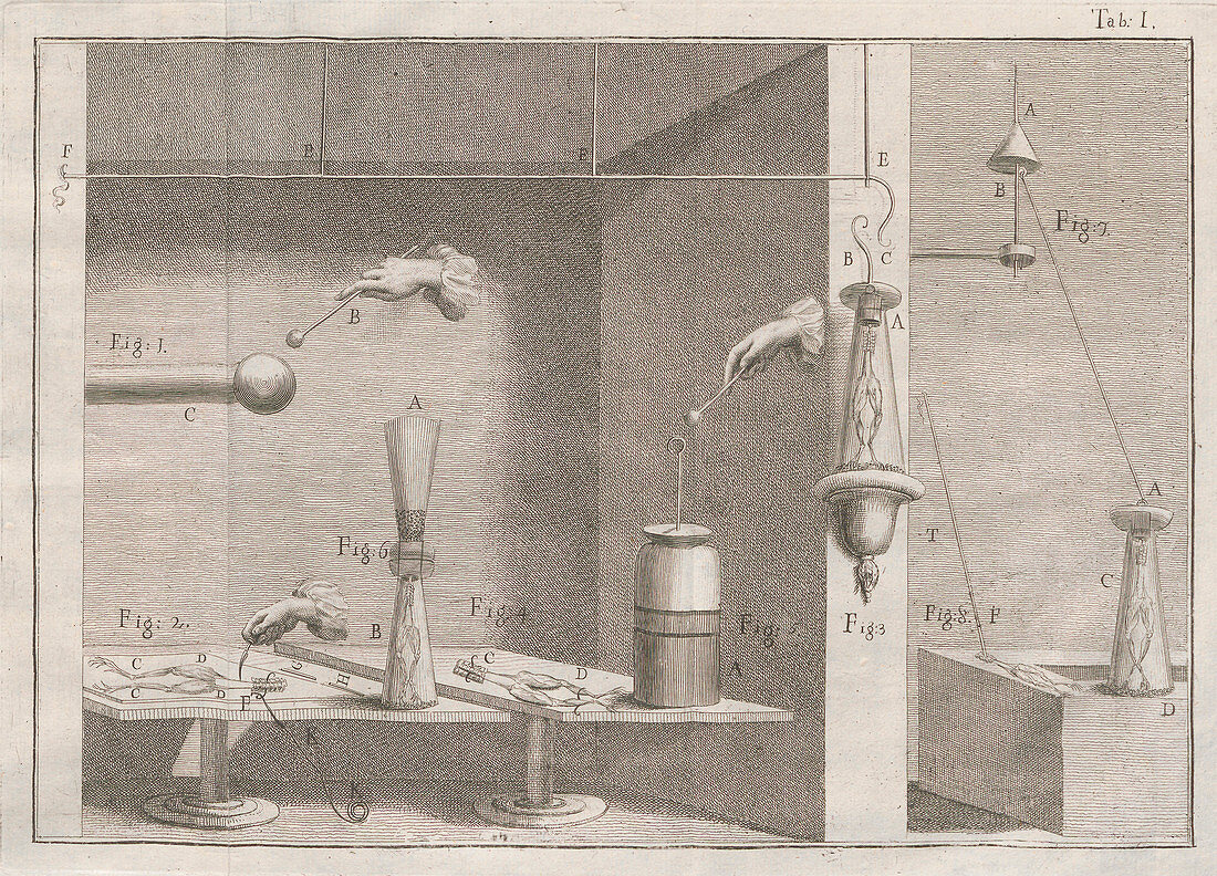 Galvani's frog legs experiments, illustration