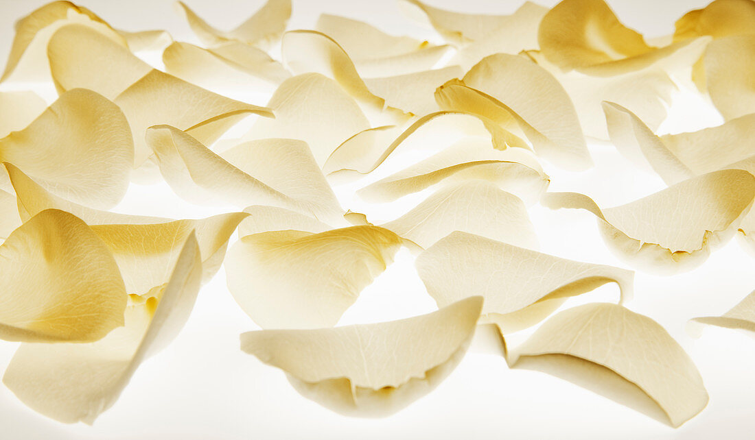 Close up of white flower petals