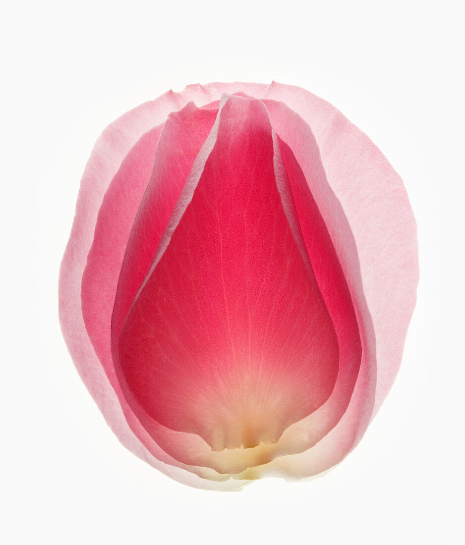 Close up of blurred, pink flower petal