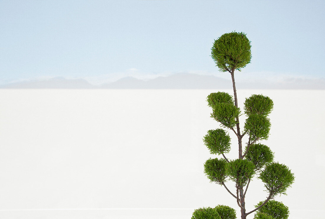 Tree with white sand desert