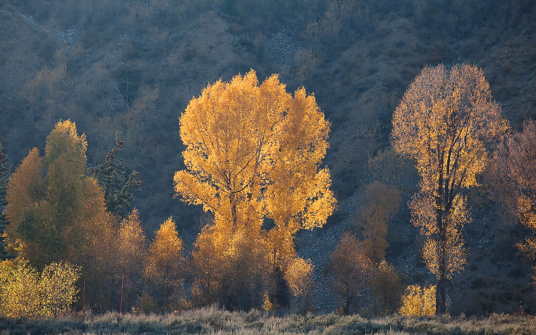 Autumn trees in rural landscape