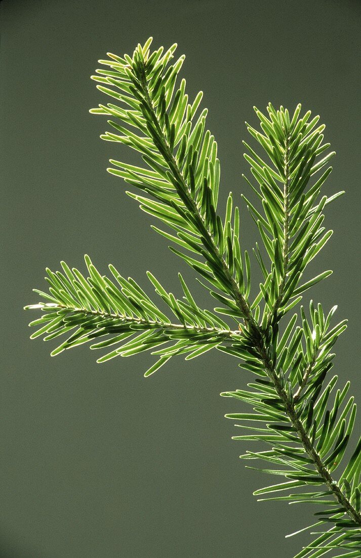 Tannenzweig vor grauem Hintergrund