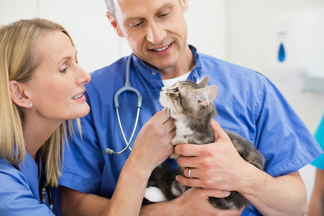 Veterinarians examining cat