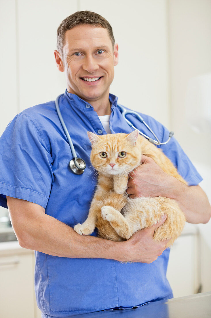 Veterinarian holding cat in vet's surgery
