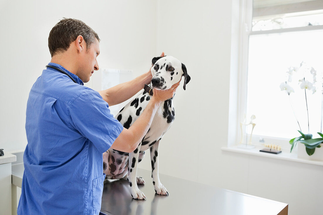 Veterinarian examining dog