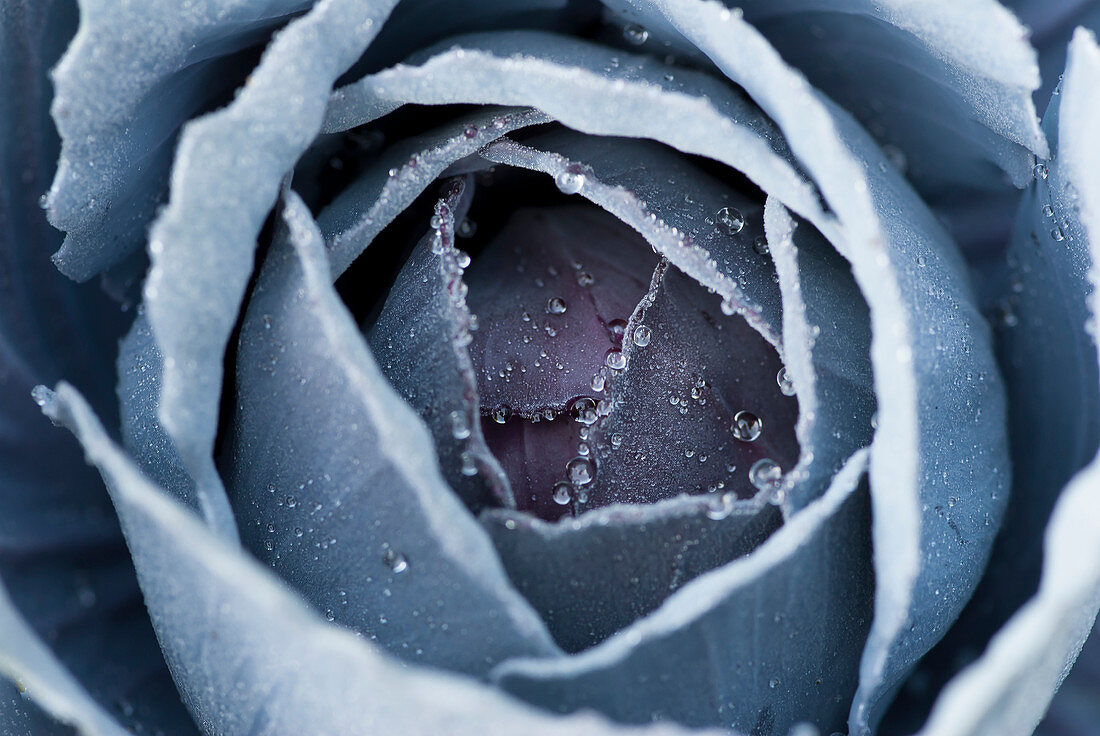 Close up of frosty cabbage plant