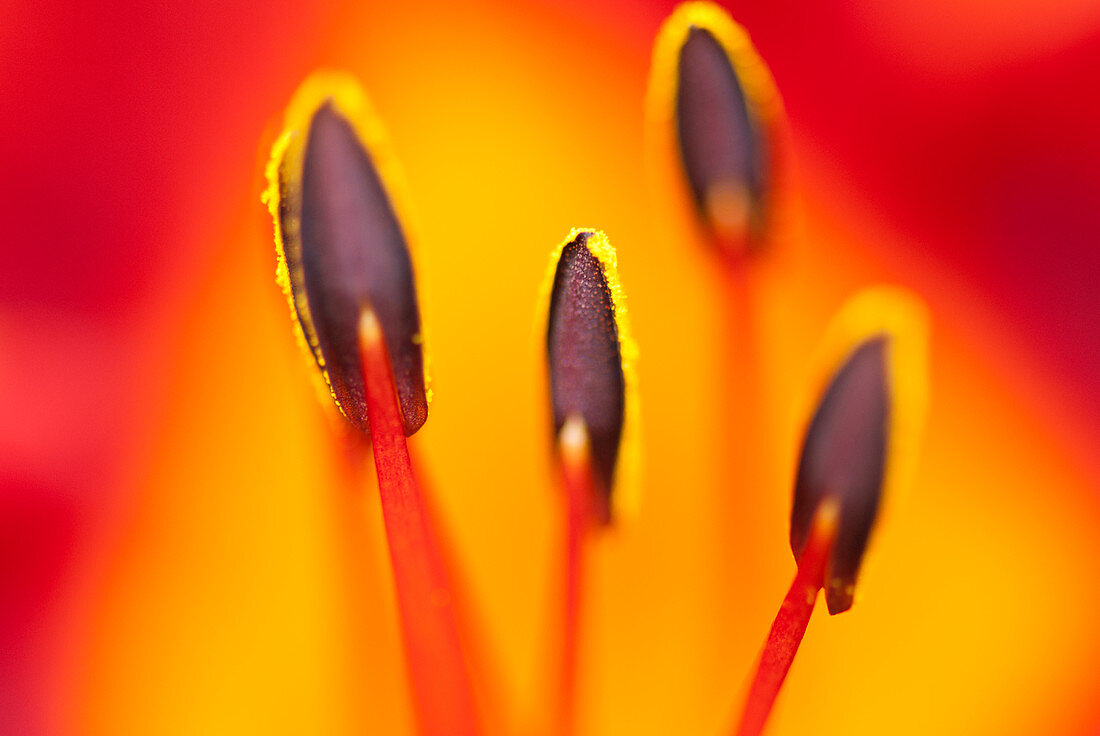Close up of day lily stamens
