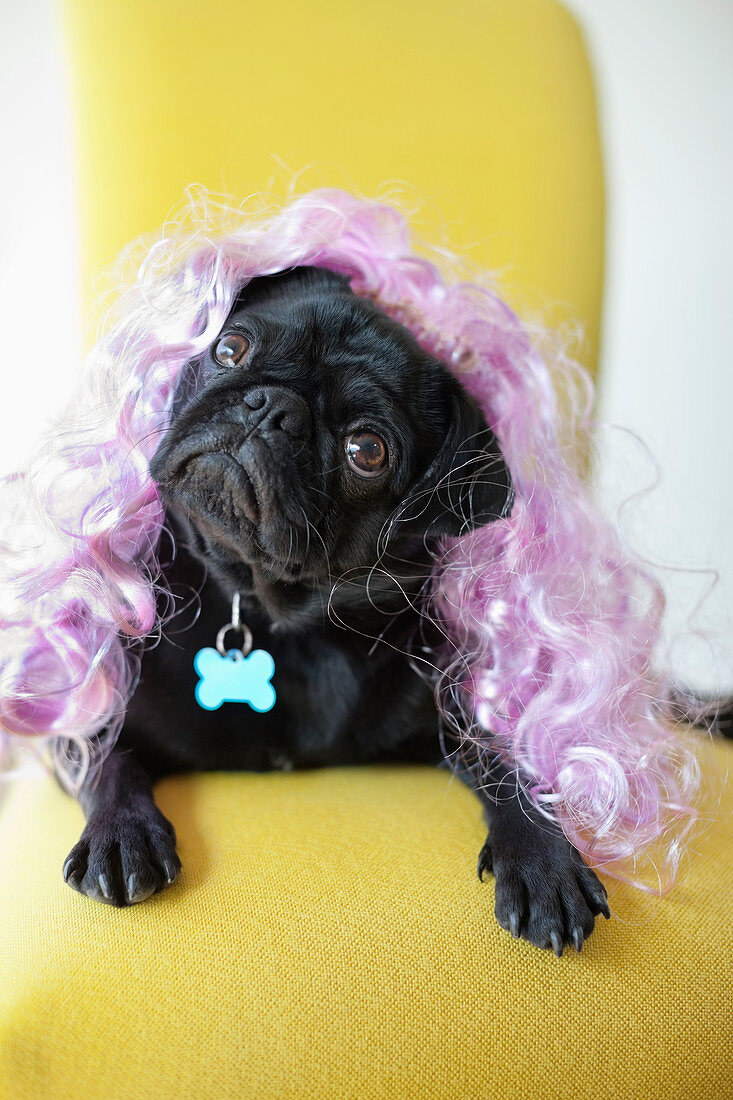 Dog wearing colorful wig in chair