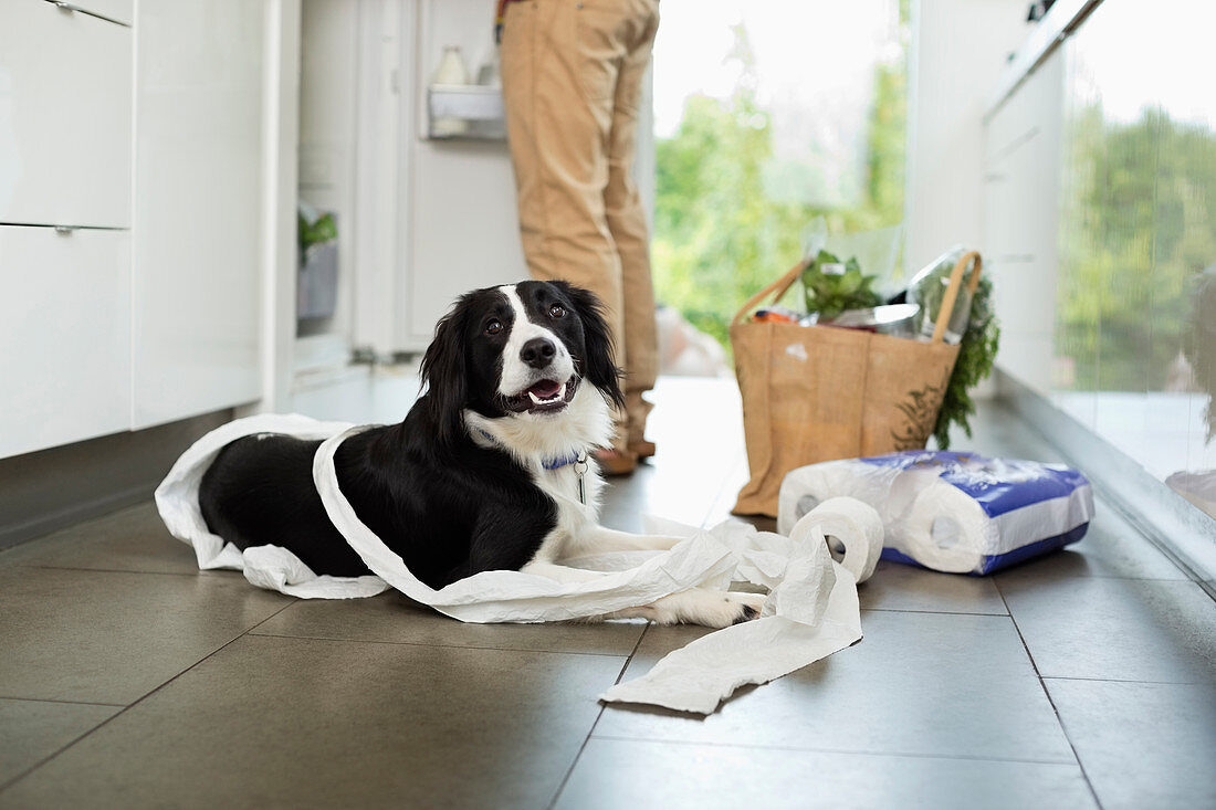 Dog unrolling toilet paper on floor