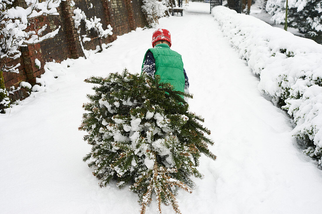 Boy dragging Christmas tree down street