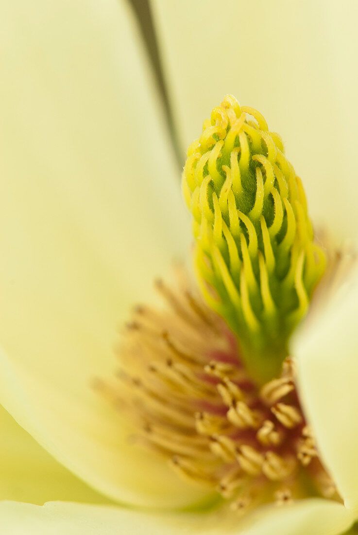 Close up of magnolia blossom