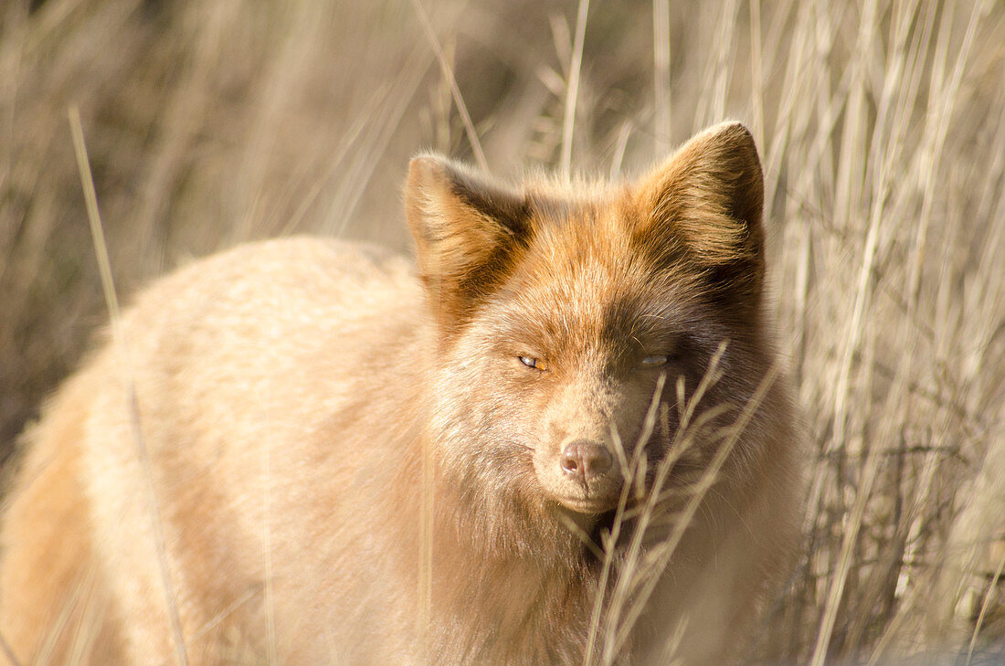 Red fox prowling in tall grass
