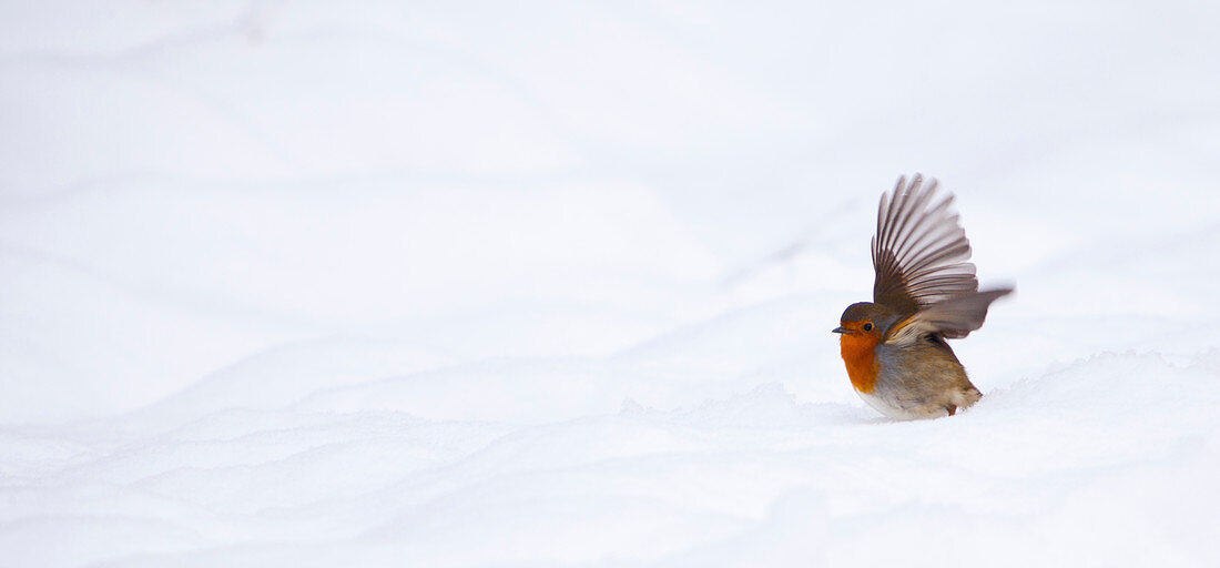 Robin flying in snowy landscape