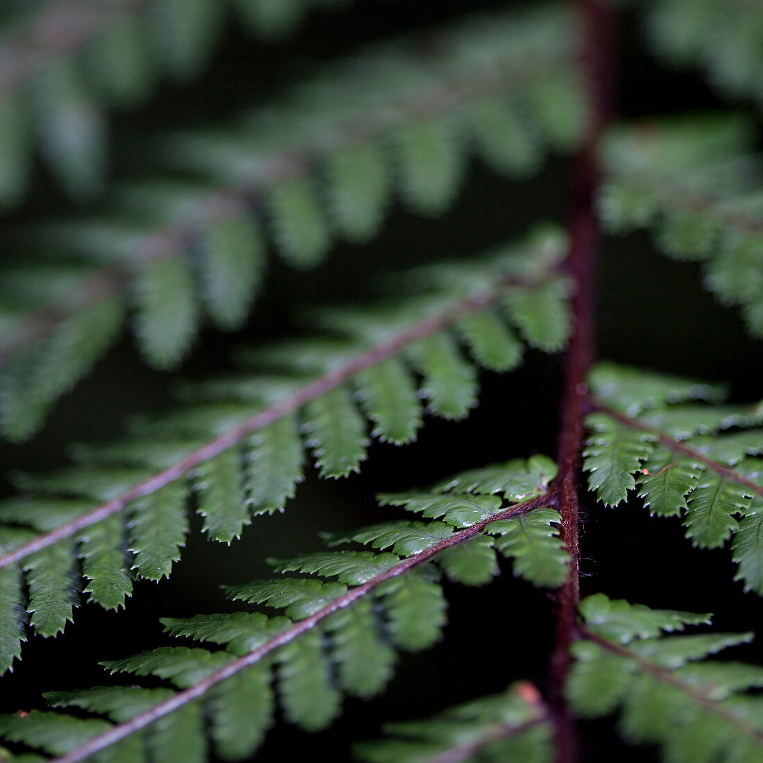 Extreme close up of green fern leaves