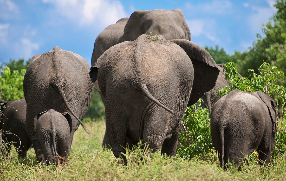 Rear view of elephants