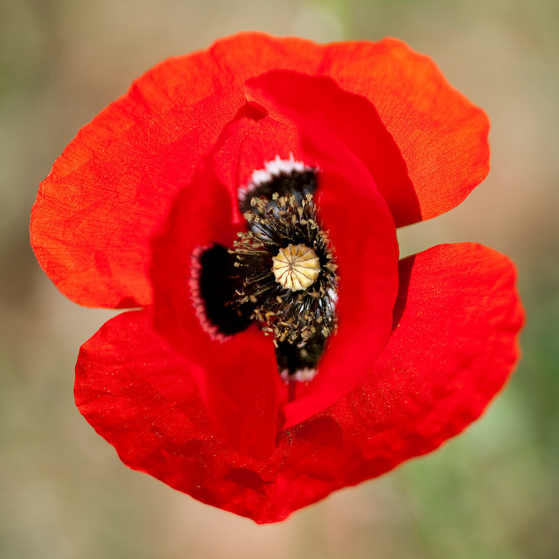 Extreme close up of red poppy flower
