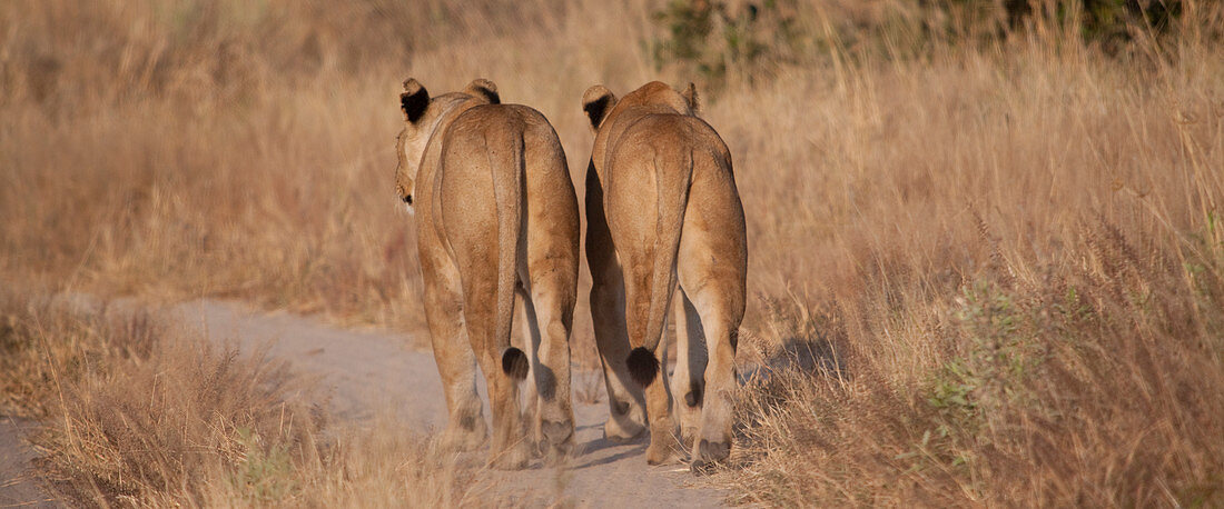 Lions walking on dirt path