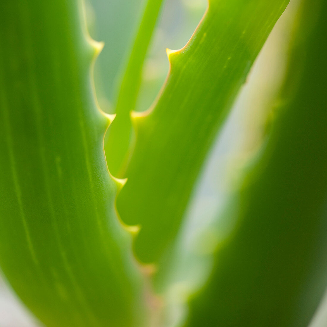 Close up of aloe vera plant