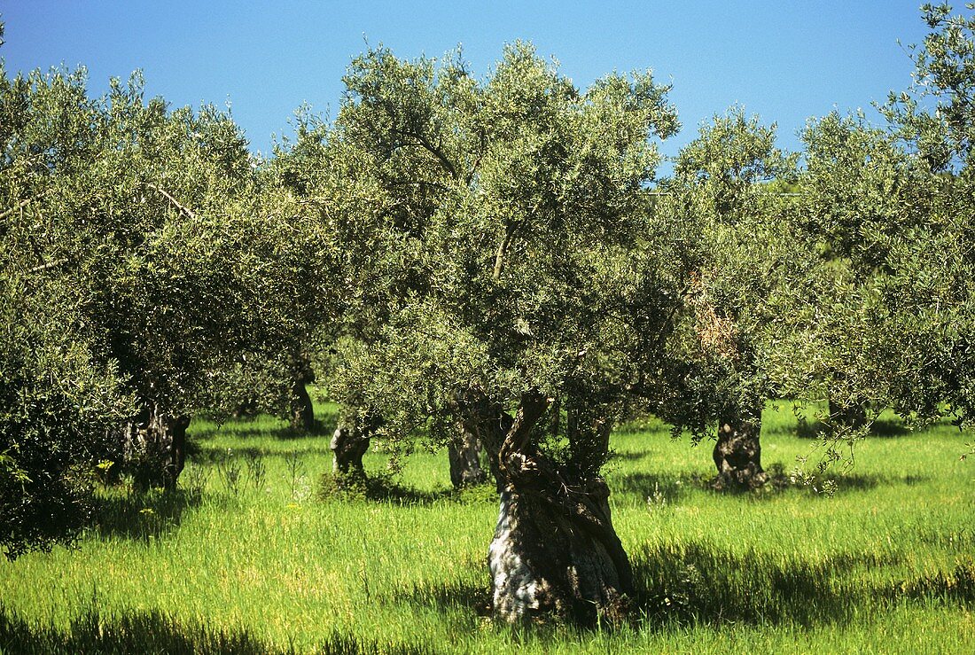 Olive Tree in an Olive Grove