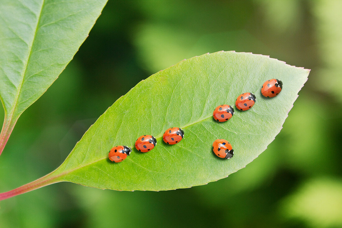 Ladybugs on leaf