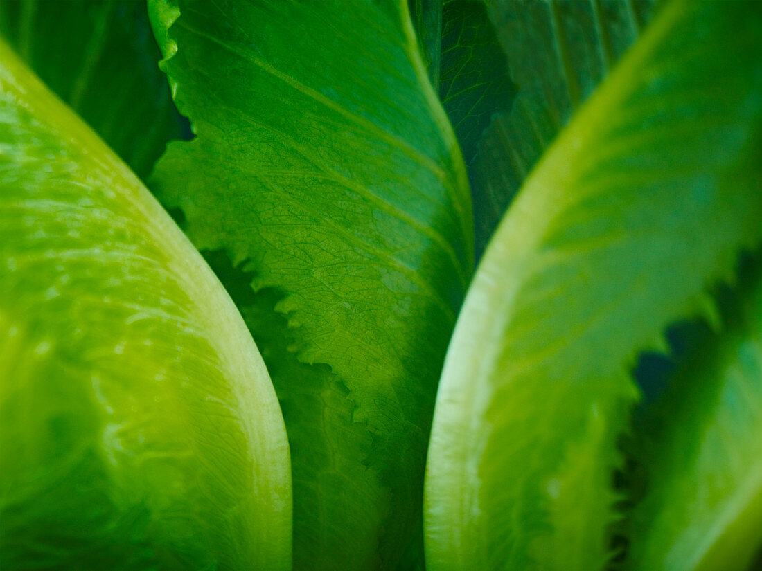 Close up of romaine lettuce leaves