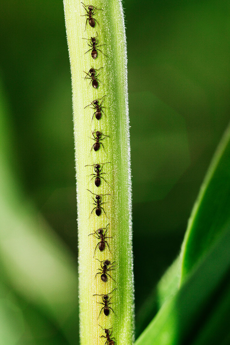 Ants crawling up leaf