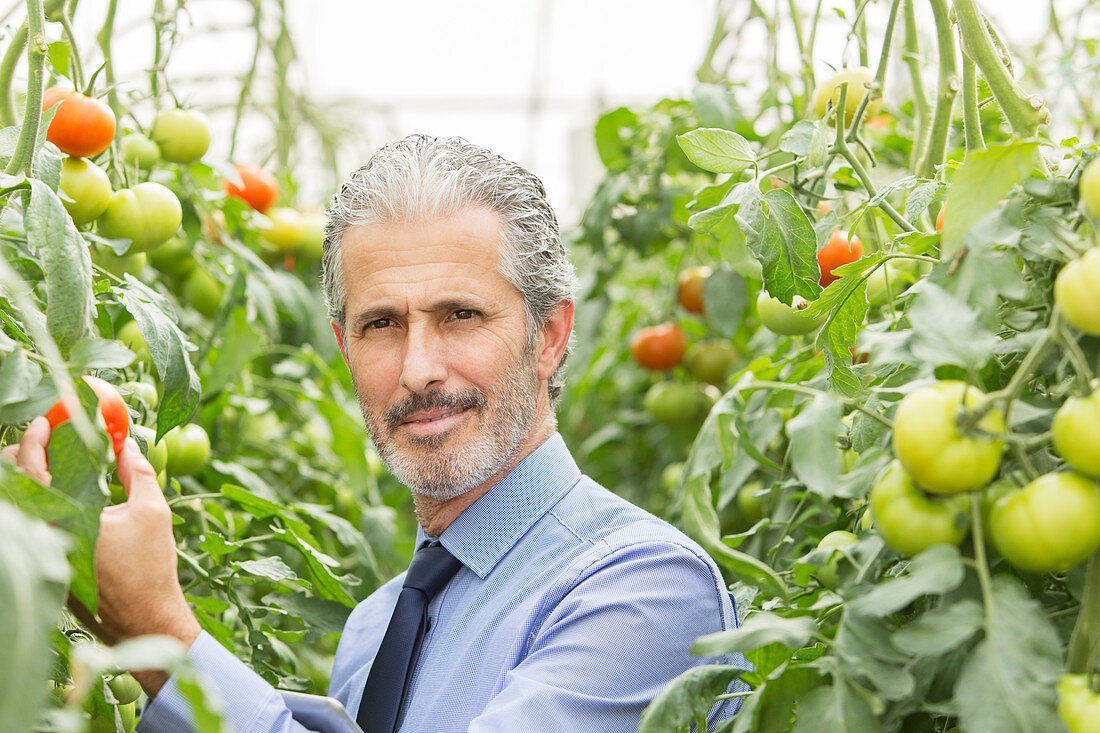 Scientist in greenhouse with tomatoes