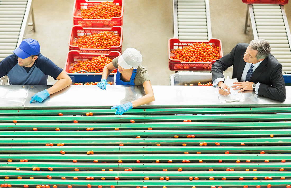 Workers processing tomatoes