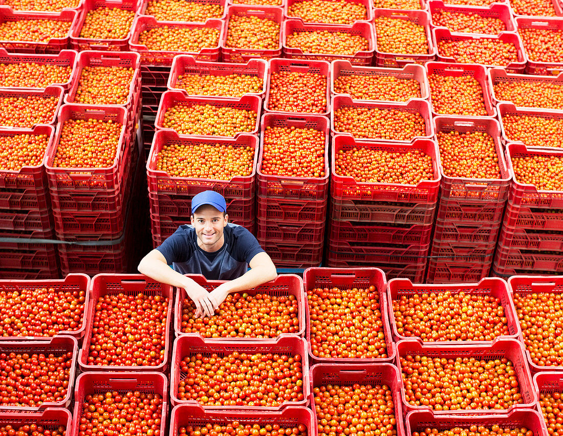 Worker standing among tomato crates