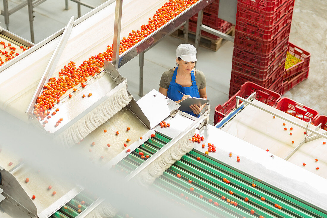 Worker examining tomatoes