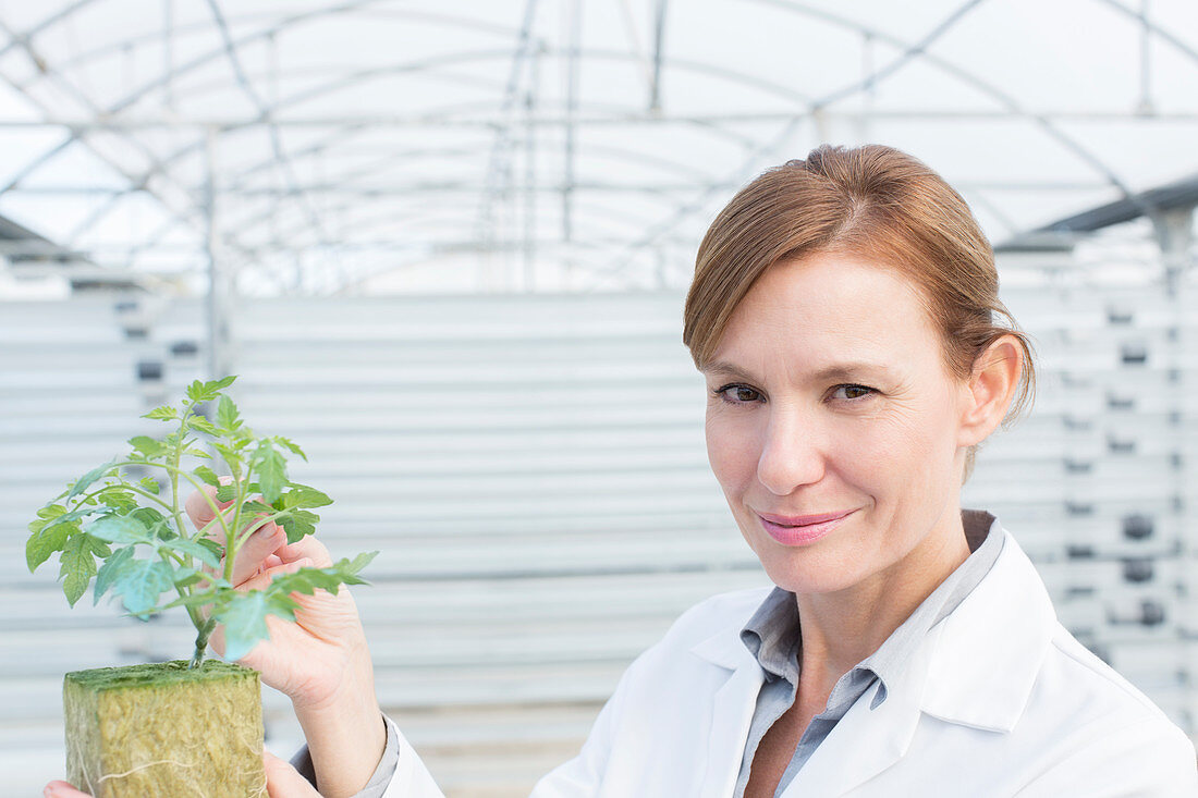 Scientist with plant in greenhouse