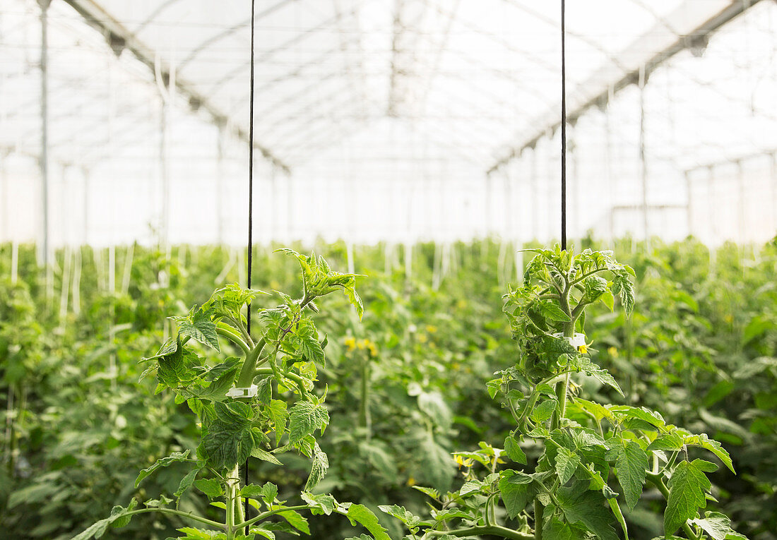 Tomato plants growing in greenhouse